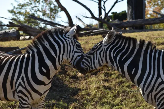 Casino Rockn Rolla Tugi